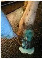 Средство для распыления NOVA HOOF SPRAY DD